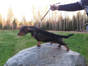 Muurivuoren Jack