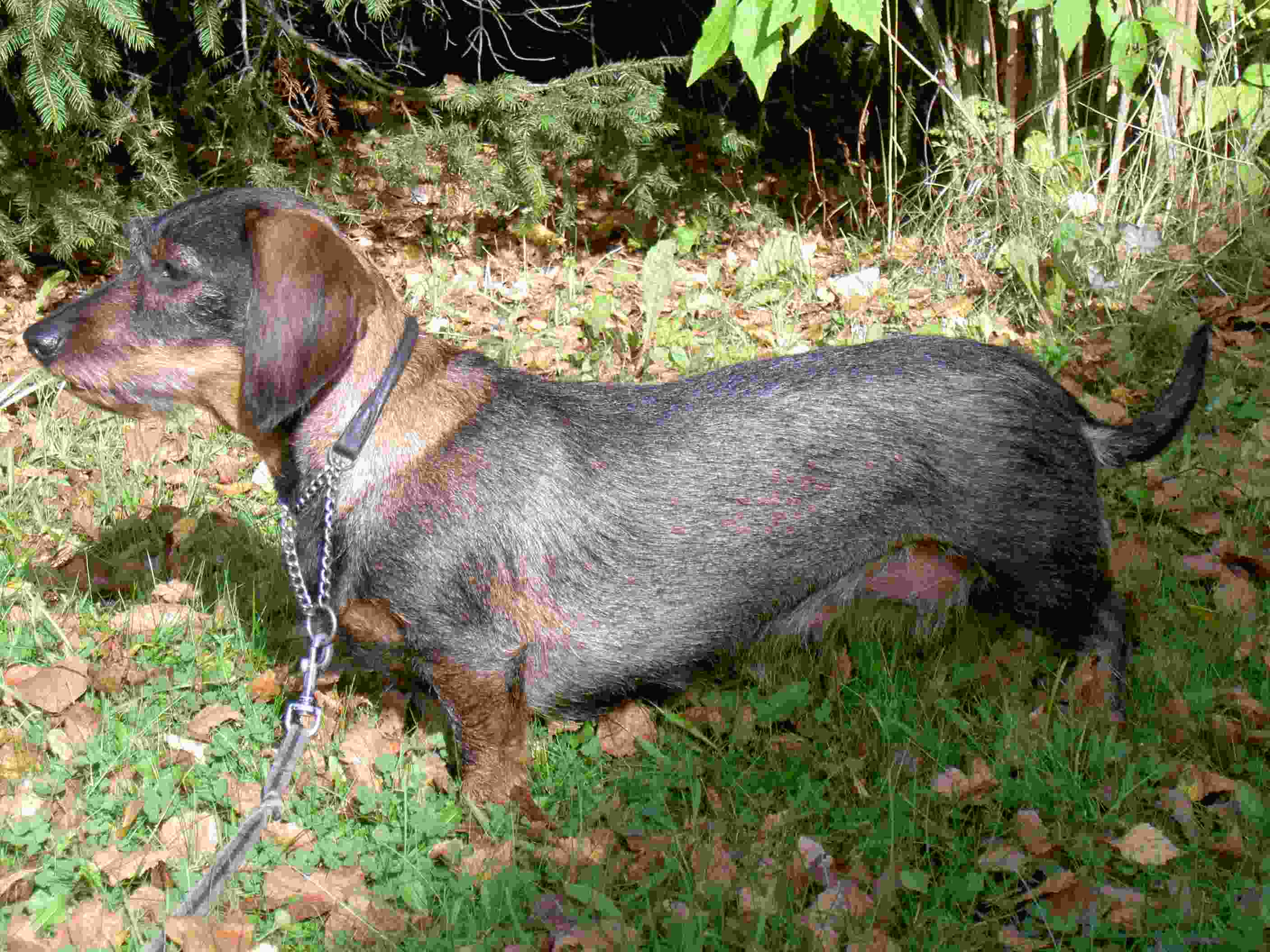 Ceki